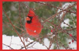 Cardinal poster