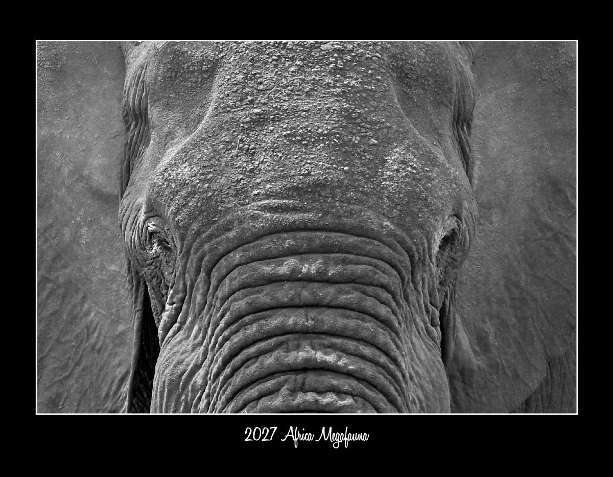 2027 AFRICAN MEGAFAUNA CONSERVATION CALENDAR