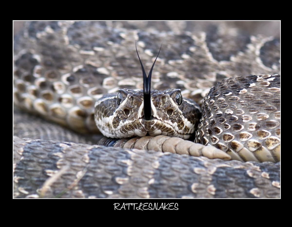 2026 RATTLESNAKE CALENDAR