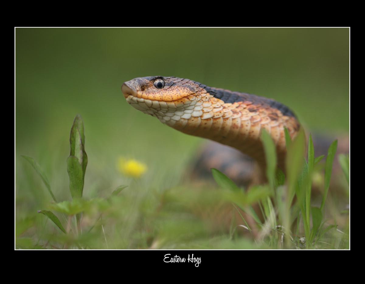 2027 HOGNOSE SNAKE WILDLIFE CONSERVATION CALENDAR