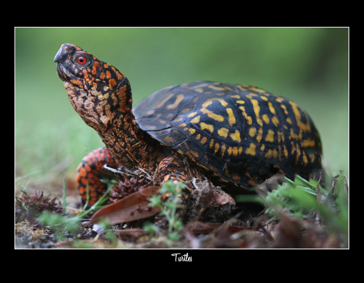 2026 TURTLES CALENDAR