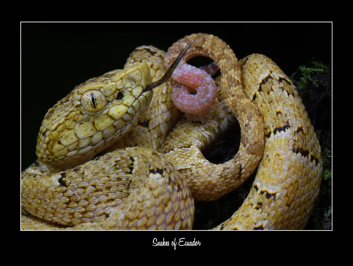 2025 Ecuador Snakes Conservation Calendar