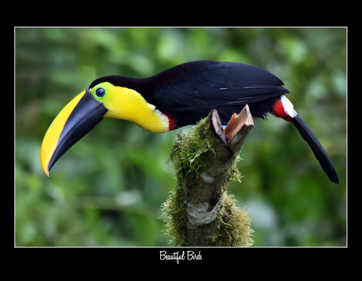 2027 BEAUTIFUL BIRDS CONSERVATION CALENDAR