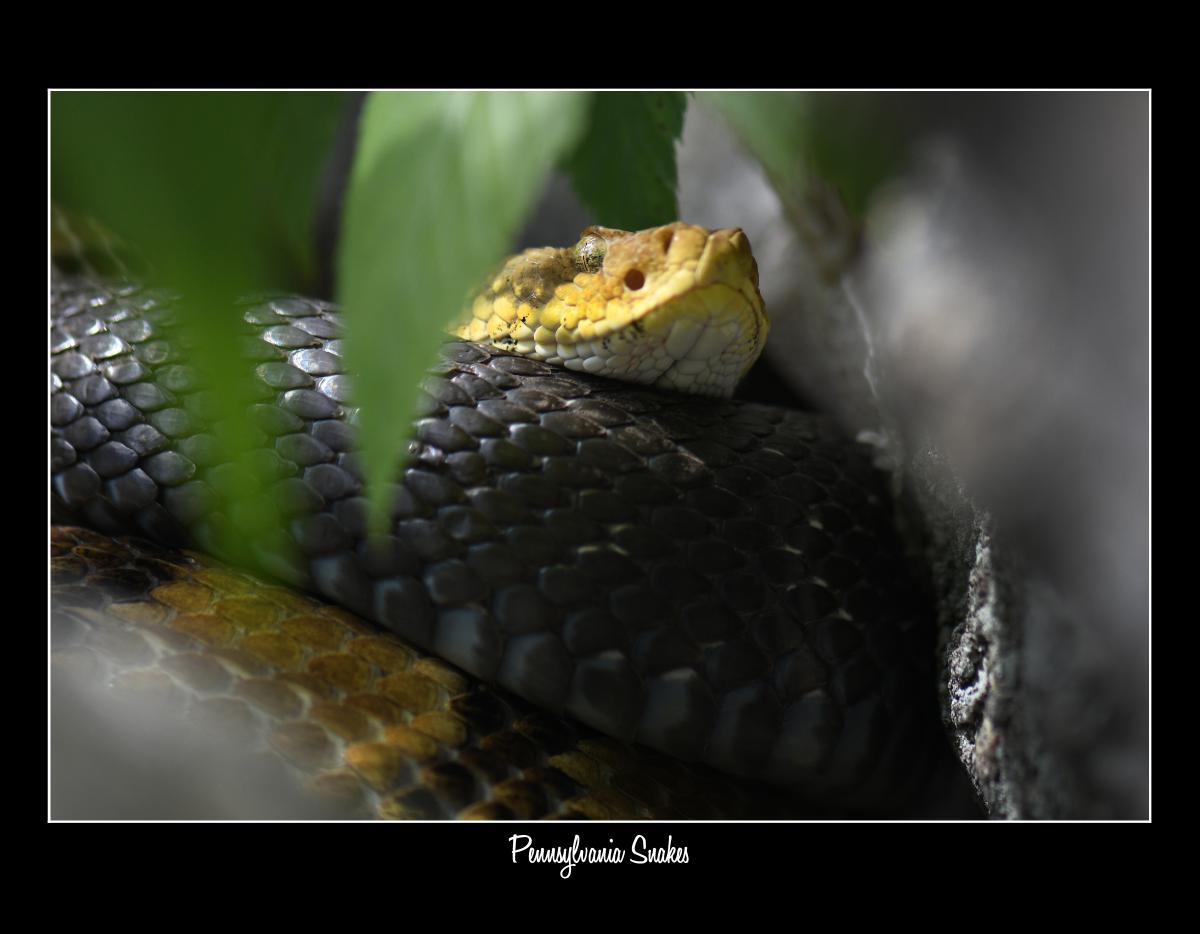2027 PENNSYLVANIA SNAKES CONSERVATION CALENDAR