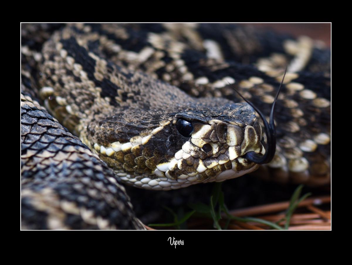 2025 Vipers - Conservation Calendar