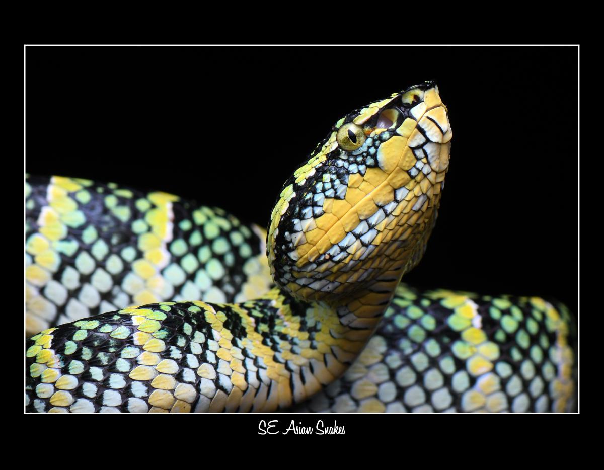 2027 SE ASIAN SNAKE WILDLIFE CONSERVATION CALENDAR