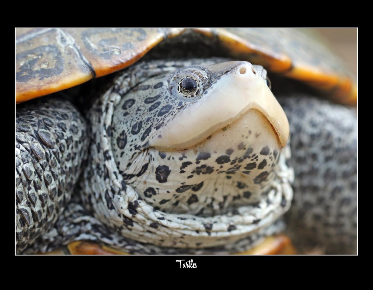 2027 TURTLES WILDLIFE CONSERVATION CALENDAR