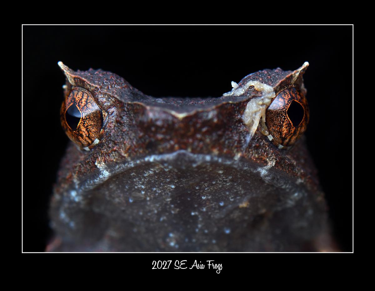2027 SE ASIAN FROG WILDLIFE CONSERVATION CALENDAR