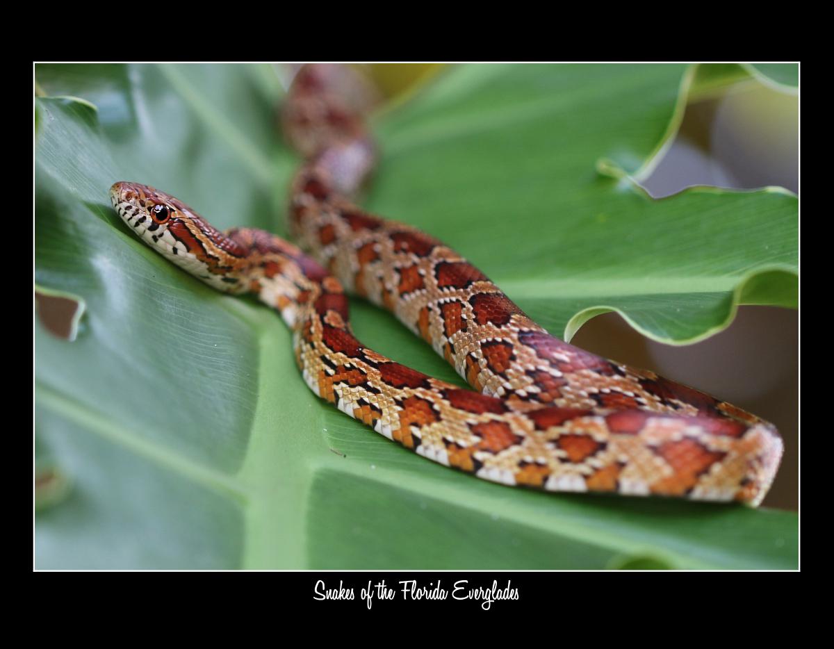 2027 FL EVERGLADES SNAKES CONSERVATION CALENDAR