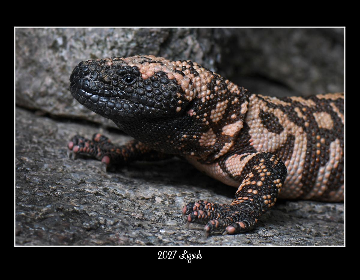 2027 LIZARDS WILDLIFE CONSERVATION CALENDAR