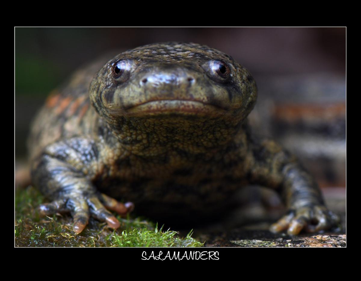 2027 SALAMANDER WILDLIFE CONSERVATION CALENDAR