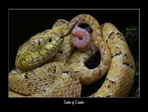2025 Ecuador Snakes Conservation Calendar