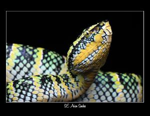 2027 SE ASIAN SNAKE WILDLIFE CONSERVATION CALENDAR