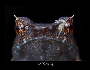 2027 SE ASIAN FROG WILDLIFE CONSERVATION CALENDAR