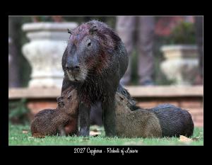 2027 CAPYBARA CONSERVATION CALENDAR