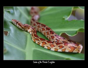 2027 FL EVERGLADES SNAKES CONSERVATION CALENDAR