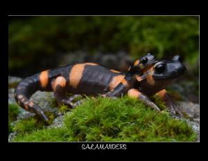 2026 SALAMANDER CALENDAR