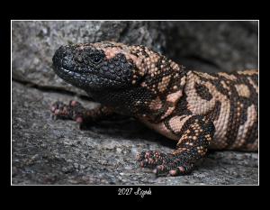 2027 LIZARDS WILDLIFE CONSERVATION CALENDAR