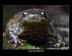 2027 SALAMANDER WILDLIFE CONSERVATION CALENDAR