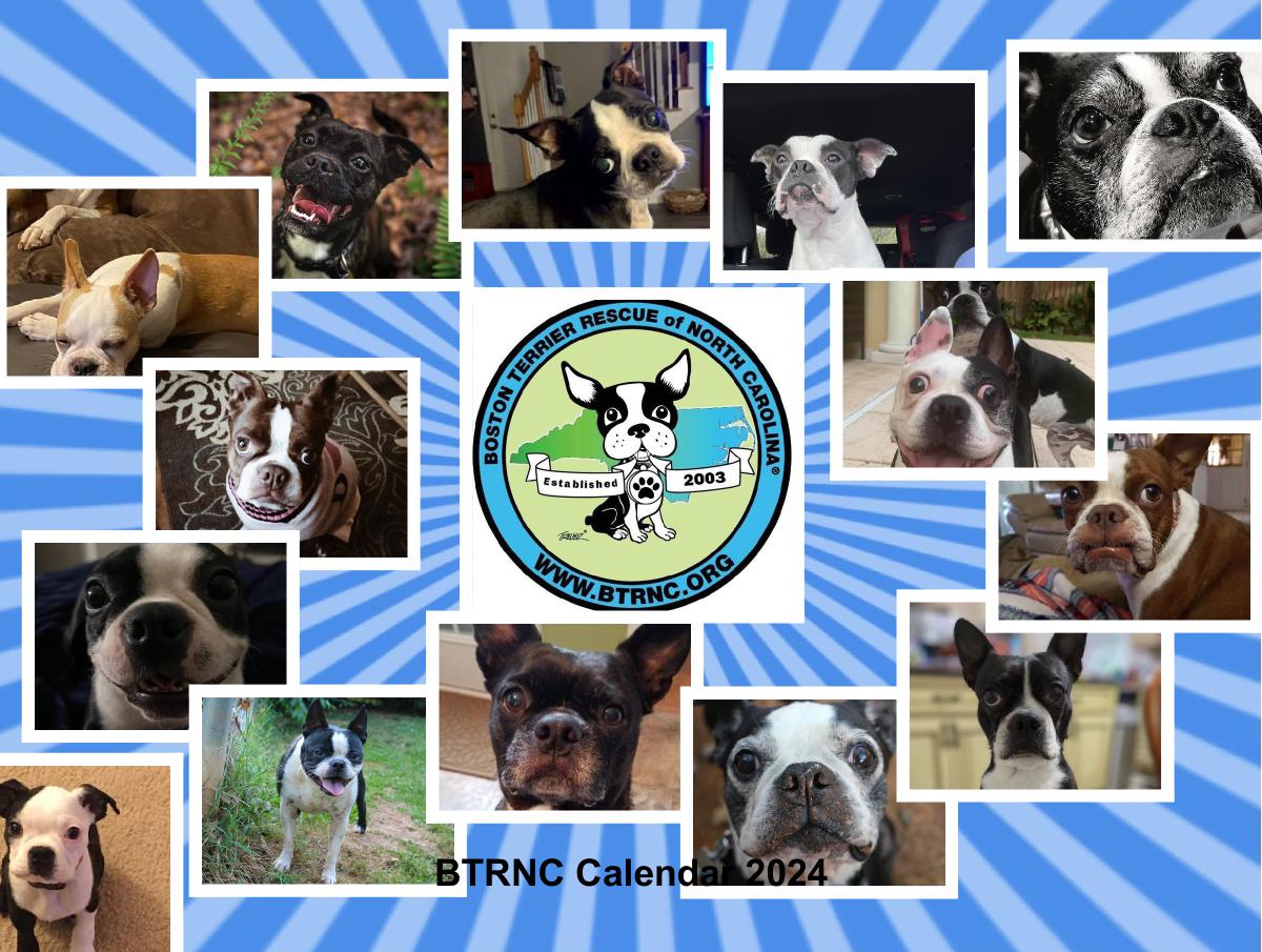 2024 Boston Terrier Rescue of NC Calendar