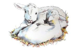 Cuddling Lambs Poster