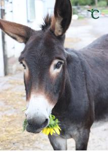 Coco the Donkey Photo Card