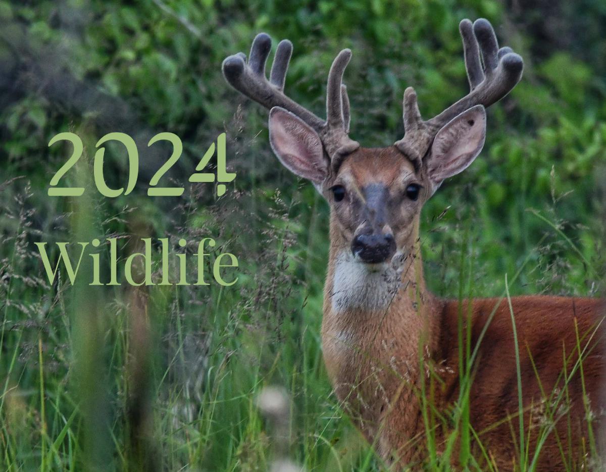 Wildlife 2024
