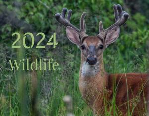 Wildlife 2024