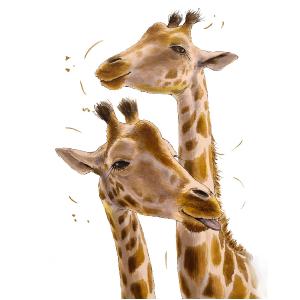 Giraffes Couple