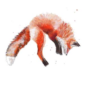 Frisky Fox