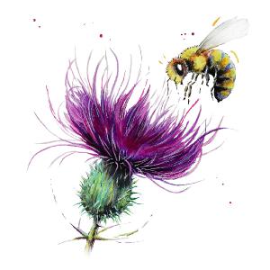 Honey bee and thistle
