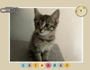Cutest Catendar