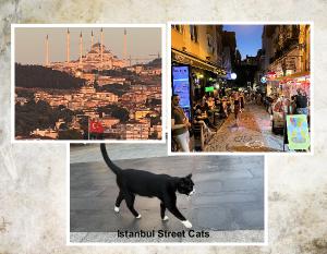 Street Cats of Istanbul