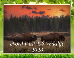 Northwest US Wildlife 2023