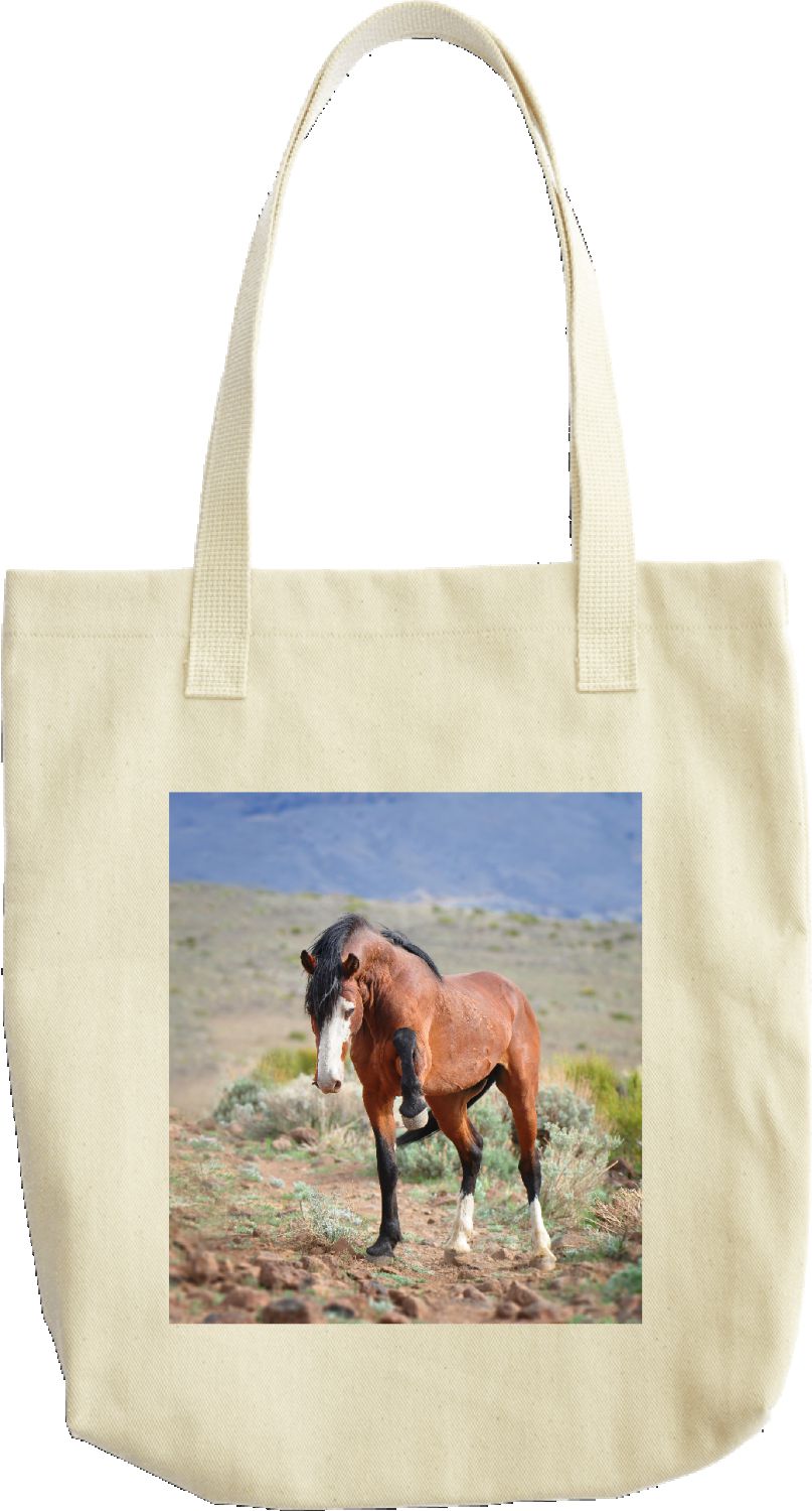 Virginia Range Wild Stallion, Julio.