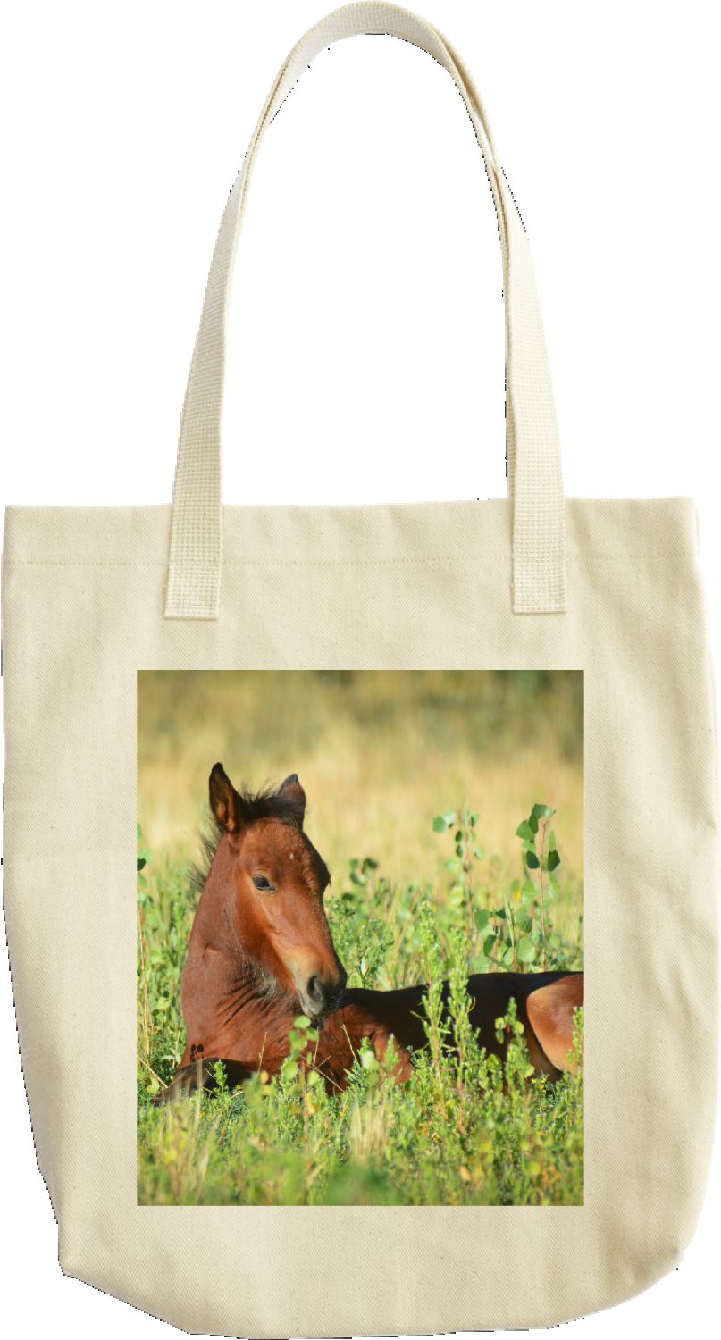 Wild Mustang foal, Virginia Range