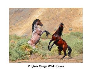 Wild Horses of the Virginia Range, Nevada