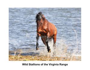 Wild Stallions of the Virginia Range 2023