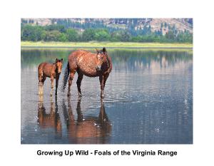 Growing Up Wild - Foals of the Virginia Range 2023