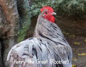 Henry the Great (Rooster)