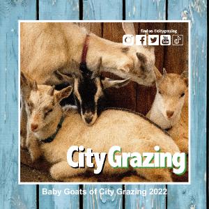 Baby Goats of City Grazing