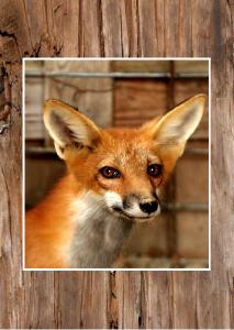 Foxy Fox cards
