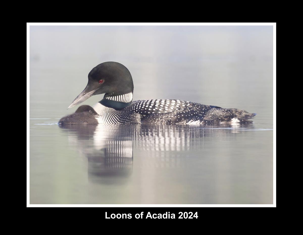 Loons of Acadia 2024