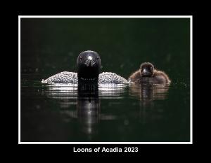 Loons of Acadia 2023