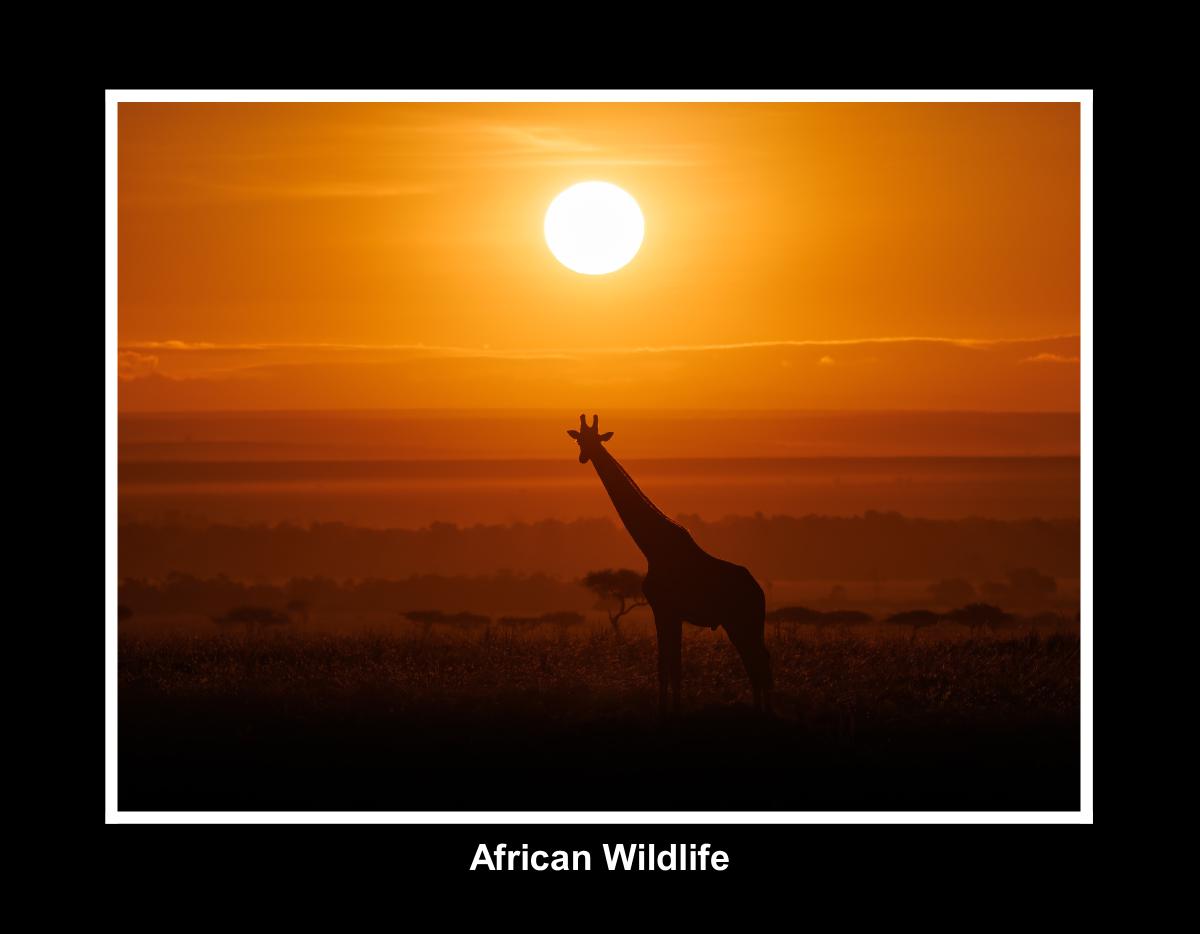 African Wildlife