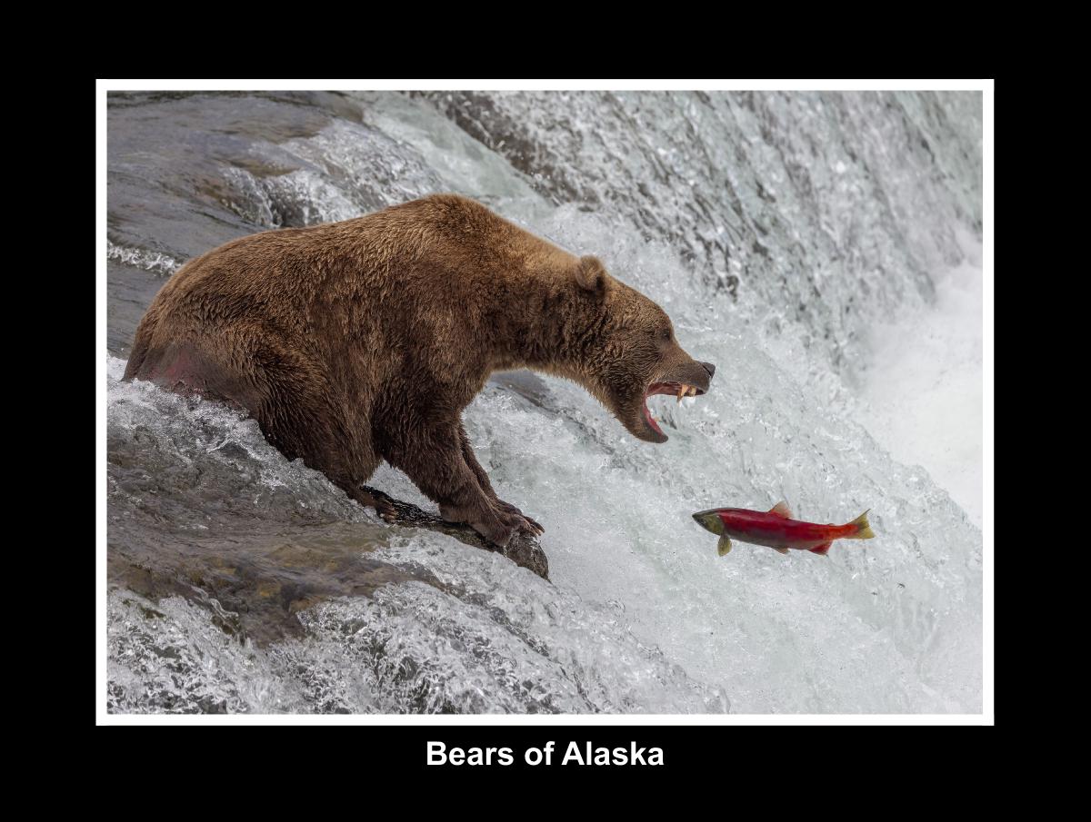 Bears of Katmai Alaska
