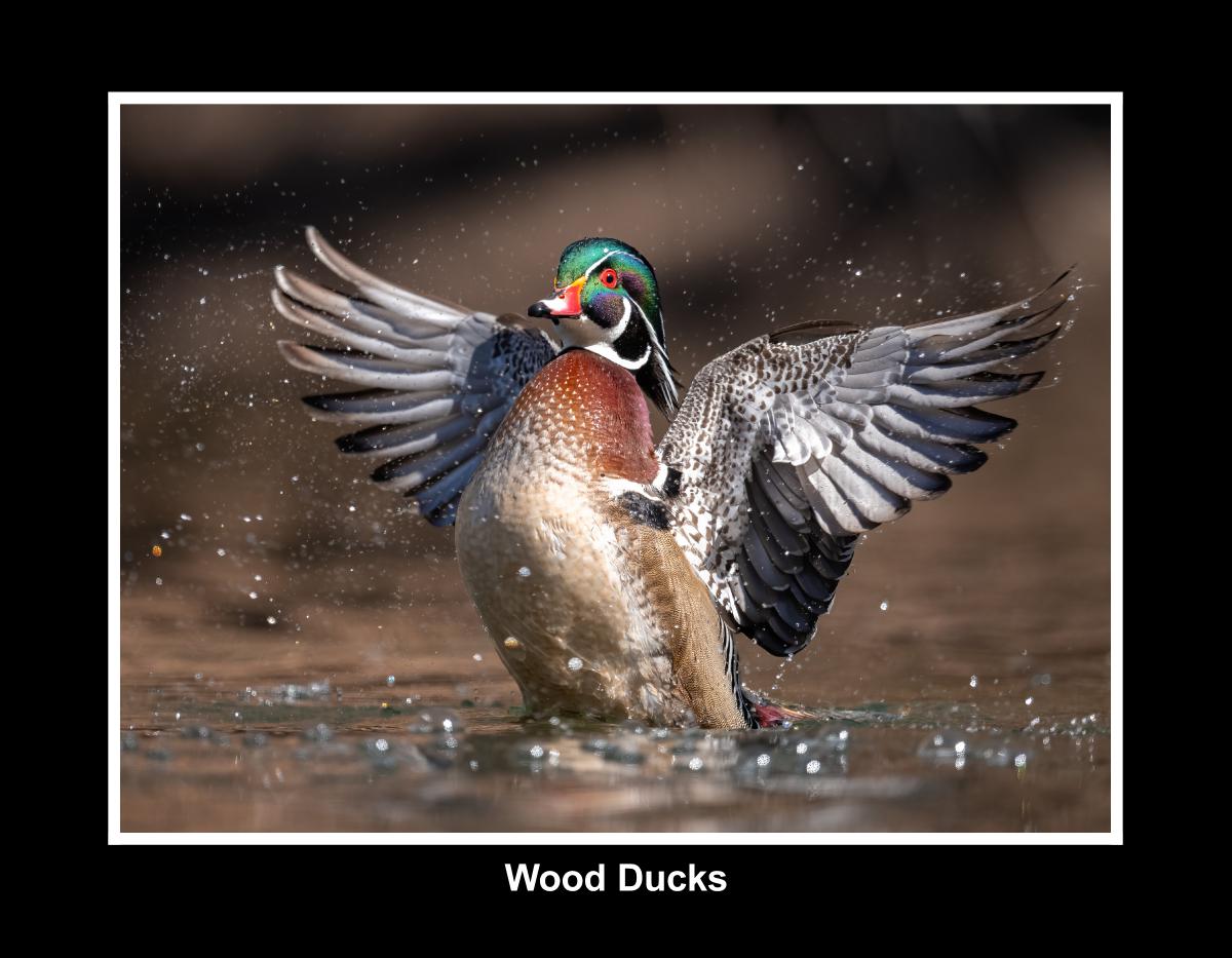 Wood Duck Calendar