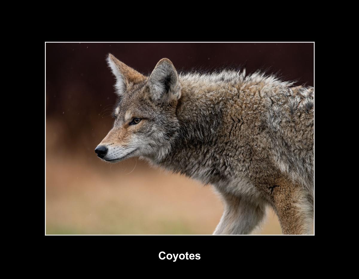 Coyotes Calendar