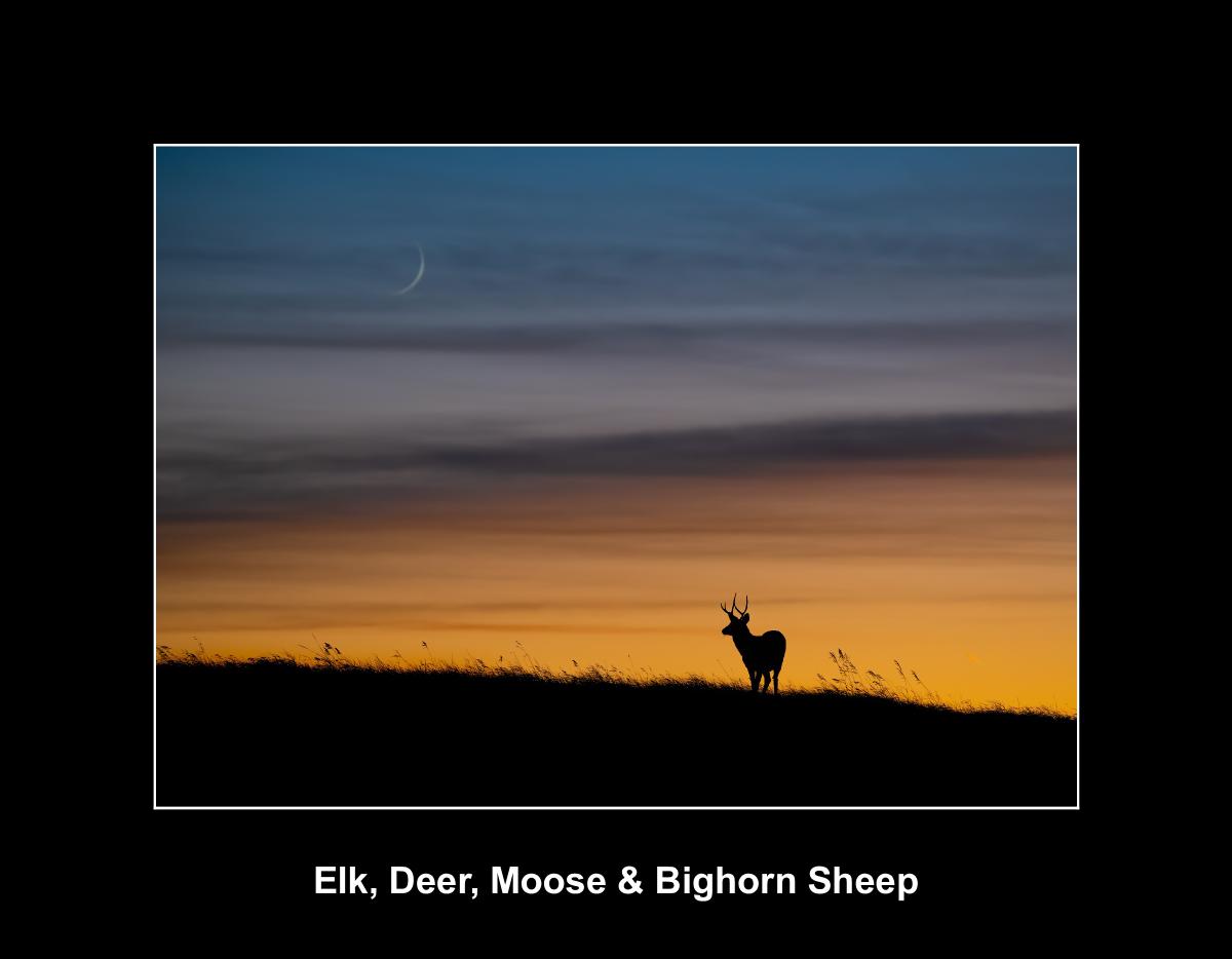 Elk, Deer, Moose & Bighorn Sheep Calendar