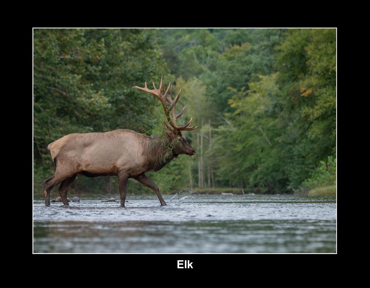 Elk Calendar